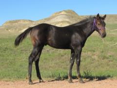 Paddys Gin Scar JW <BR> AQHA Pending